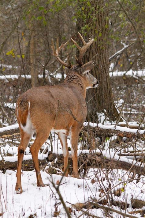 Whitetail Deer Buck In Snow During Rut Stock Image Image Of Antler