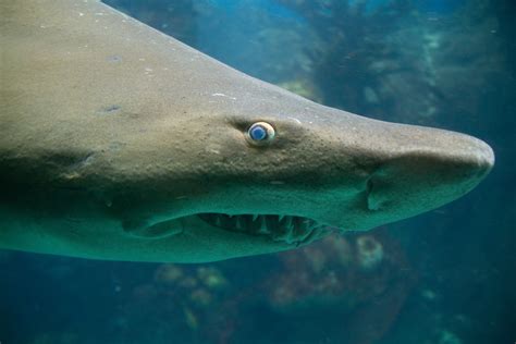 Filetiger Shark 6222777515 Wikimedia Commons