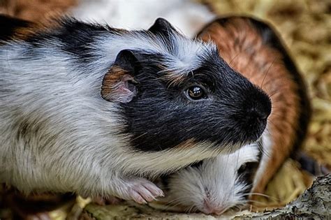 Therefore, we should not rely on the pellets or hay to provide the guinea pig with its vitamin c requirements. Guinea pig rehoming requirements - Animals in Distress ...