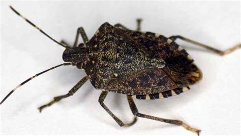 9 Best Home Remedies To Get Rid Of Brown Stink Bugs Infestation