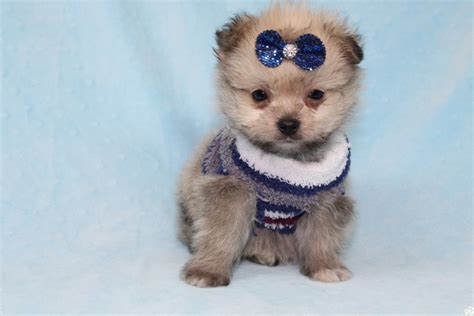 Pictures of yorkiepoo yorkie poos for sale. Buddy - Teacup Porkie Puppy has found a good loving home with Donna from Las Vegas, NV 89109 ...