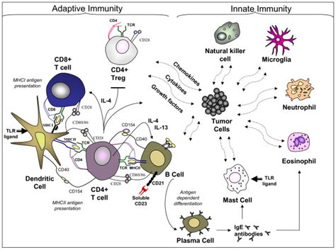 Gbm Innate And Adaptive Immunity Cytokines And Chemokines Produced By