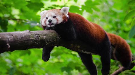 Endangered Red Panda Youtube