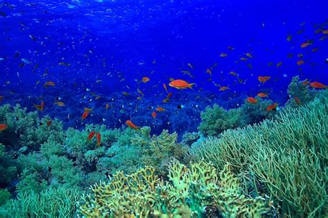 Premium Photo Coral Reef Background Underwater Marine Life Ecosystem