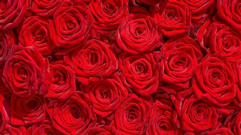 Red Rose Bokeh Wallpapers Wallpaper Cave