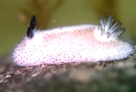 Insanely Cute Sea Bunny Slugs Are So Adorable They Look Unreal Sea