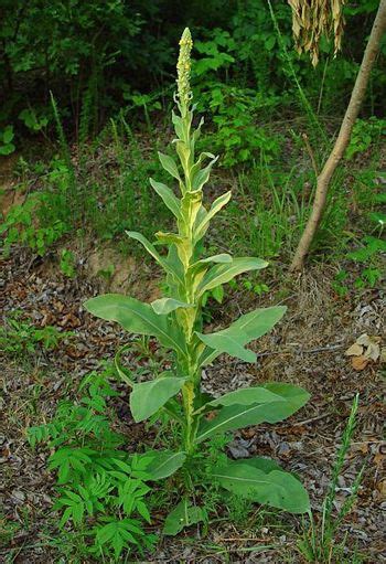 Mullein Protection From Nightmares And Sorcery Courage