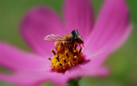 A Sharply Dressed Bee Sitting On A Pink Flower Rrealbeesfaketophats
