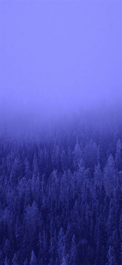 A Foggy Forest Blue Trees 5k Iphone Wallpapers Free Download