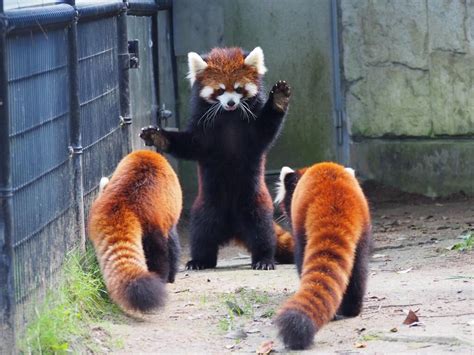 Red Panda Im The Leader Now Cute Animals Cute Funny