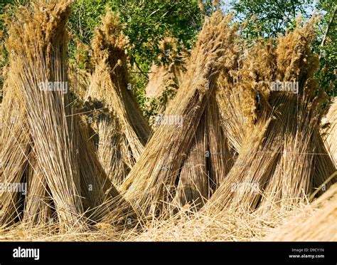 Dry Straw Nature Concept Background Or Texture Stock Photo Alamy