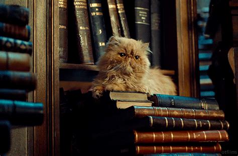 Dont Believe The New Harry Potter Theory About Hermiones Cat For