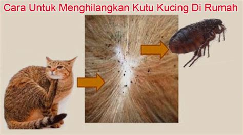 Cara Membasmi Kutu Kucing Di Rumah Homecare24