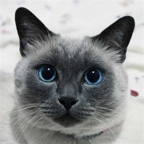 Siamese Cat Blue Best Cat Wallpaper