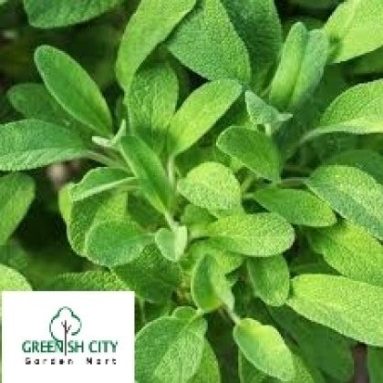 Salvia officinalis, the common sage or just sage, is a perennial, evergreen subshrub, with woody stems, grayish leaves, and blue to purplish flowers. Herbs Plant Sage - GardenMart4u.com, Malaysia Online ...
