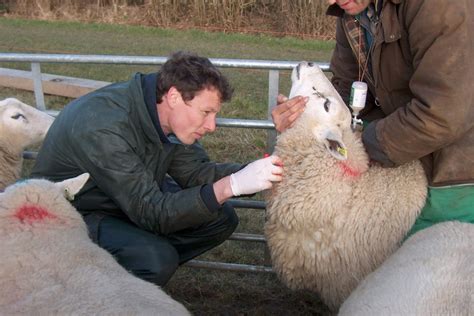 Well, i am the real baumim so i know it is 122 sheep! Sheep