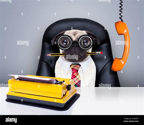 Office Worker Boss Dog Stock Photo Alamy