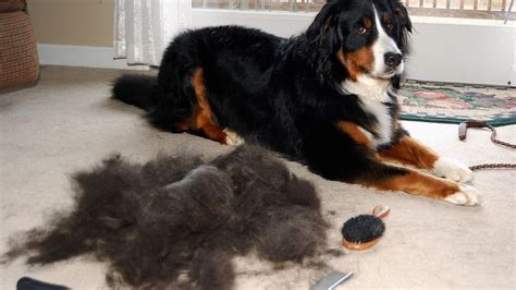 Excessive Dog Shedding How To Stop And Prevent It