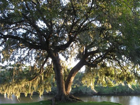 Under The Oak Tree Near The River