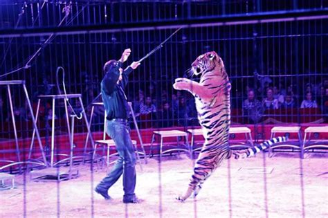 Great News For Animals Wild Animal Circuses Banned In Madrid
