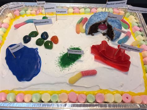 How To Make An Edible Plant Cell Project For School Edible Cell