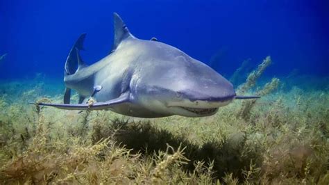 Cartilaginous Fish Youtube