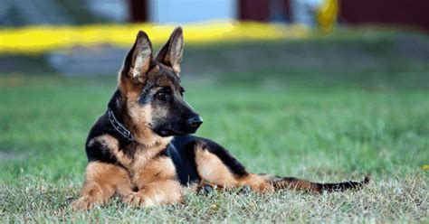 German Shepherd Training Guide All You Need To Know The German