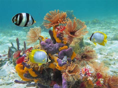 Caribbean Sea Life Stock Image Image Of Life Animal 23974169