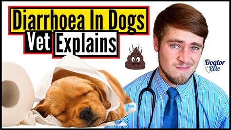How To Stop And Treat Diarrhea In Dogs Easy Tips You Should Know
