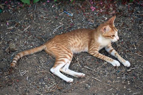 5 Amazing Long Legged Cat Breeds Wise Kitten