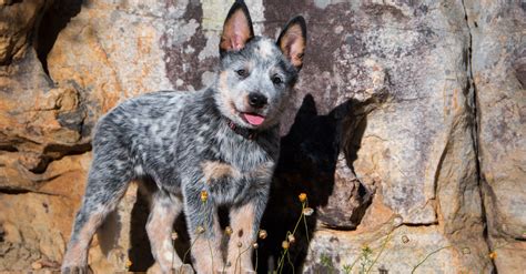 Meet my originally named puppy. How to Exercise a Blue Heeler Puppy- Proven Strategies