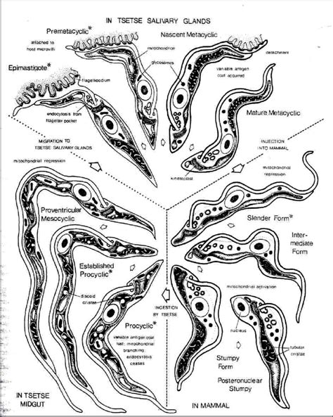 2 life cycle of trypanosoma brucei in the mammalian and insect host download scientific