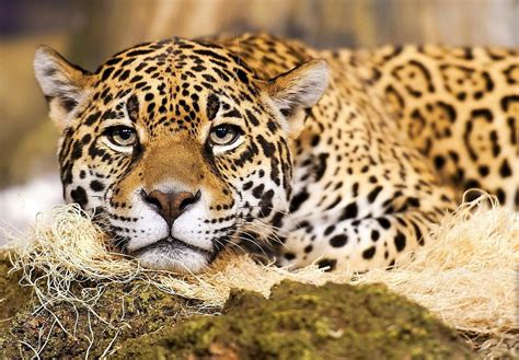 National Animal Of Brazil Interesting Facts About Jaguar