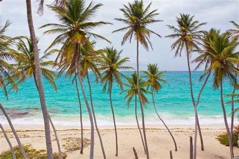Beach With Palm Trees Free Stock Photo Hd Beach Wallpaper Tropical