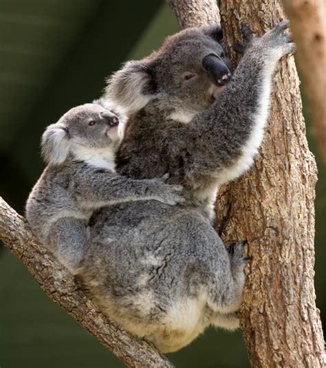 Australian Koala Hannahs Passion Blog