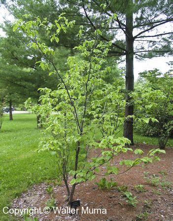 Cosewic (committee on the status of endangered wildlife in canada) status: Flowering Dogwood (Cornus florida) - Ontario Trees and Shrubs