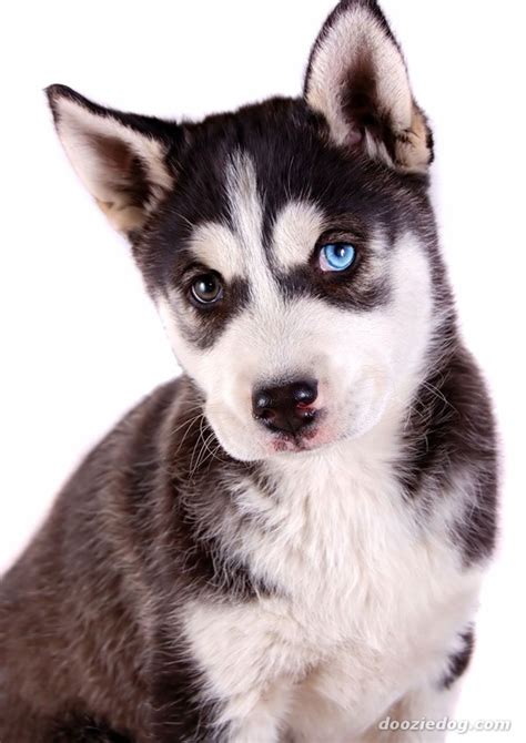 The breed's willingness to work and love of exercise is matched with a friendly and gentle. 40 Cute Siberian Husky Puppies Pictures - Tail and Fur