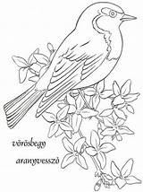 Vogel Bordados Colouring Zeichnen Sketches Wren Kapcsolódó Kép Muhalifhaberim sketch template
