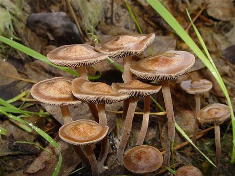 Panaeolus Cinctulus Magic Mushrooms Frshminds