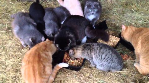 Feral Cat Colony Takes Over Nanoose Farmers Barn Youtube