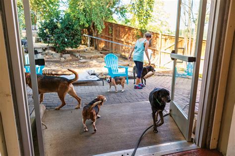 Senior Dog Sanctuary The Tennessee Magazine