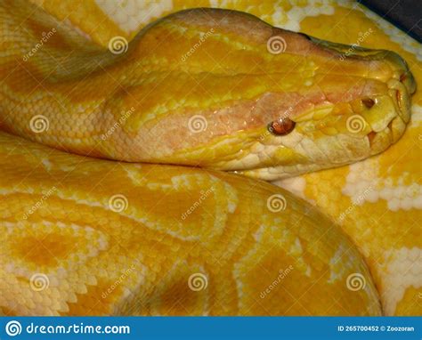 Burmese Python Python Bivittatus Stock Photo Image Of Burmese