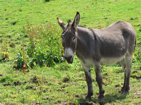 Donkey In The Meadow 3 Free Stock Photo Public Domain Pictures