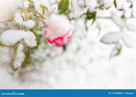 Pink Rose In The Snow Pink Rose In The Snowfall Stock Image Image