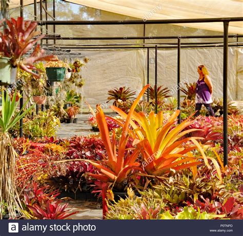 Variegated Bromeliad Plant Stock Photo Alamy