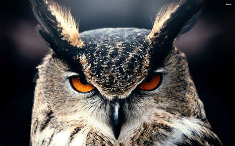 Owl Hd Desktop Wallpapers Wallpaper Cave