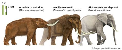 Mastodon Description Distribution Extinction And Facts Britannica
