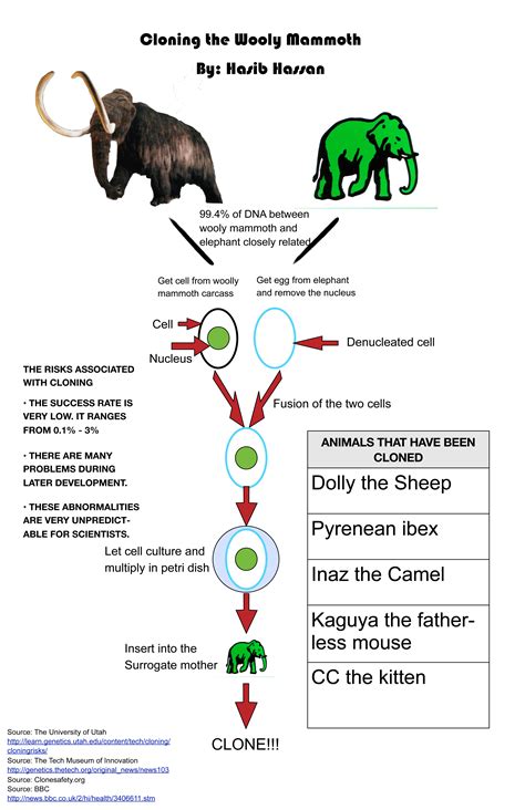 Infographic Cloning The Wooly Mammoth Sli
