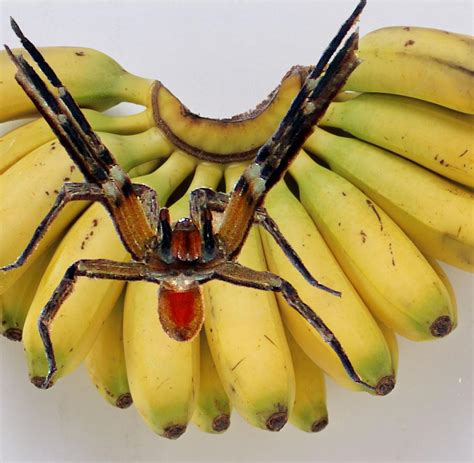 Welche ist die größte spinne der welt? Londoner Supermarkt: Wenn auf der Banane die tödliche ...