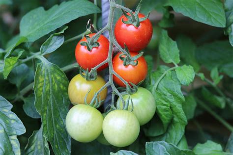 Kann Man Tomaten Grün Ernten Und Nachreifen Lassen Gartenlexikonde